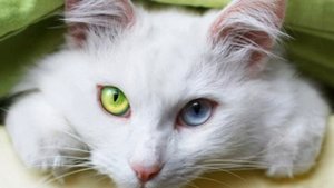кошка беспородная