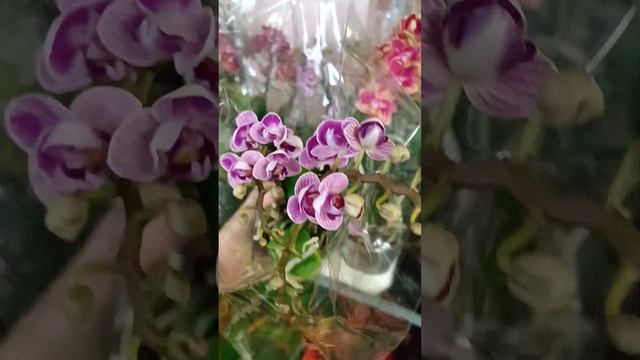 Видеообзор микса фаленопсис мутант