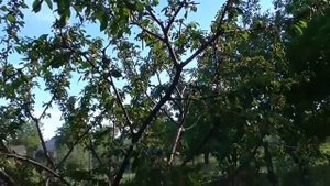 Полив Черешни Валерий Чкалов. Полив деревьев