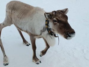 А вы кормили северного оленя?