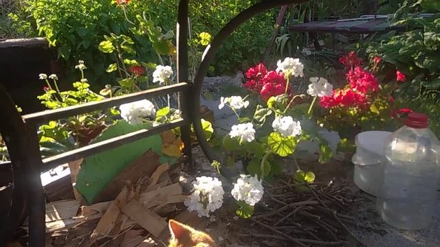 Крыся приболела, были у ветеринара. Рыжик, Крыся и цветущая герань. смотреть онлайн