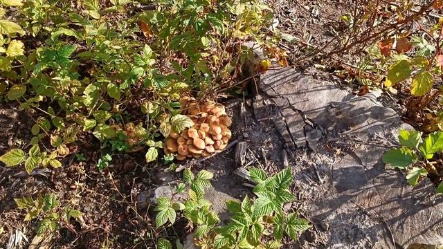 В регионе регистрируется большое количество случаев отравления грибами смотреть онлайн