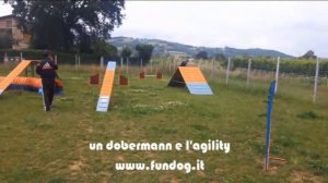 Agility Dog e Dobermann