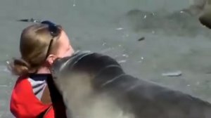 Девушка и морской тюлень ...Очень милое видео
