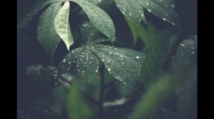 ИДЕАЛЬНЫЕ ЗВУКИ ДОЖДЯ ДЛЯ МЕДИТАЦИИ. (Без рекламы) #медитация #Dok_Freeman