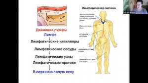 Лимфатическая система и лимфодренаж.mp4