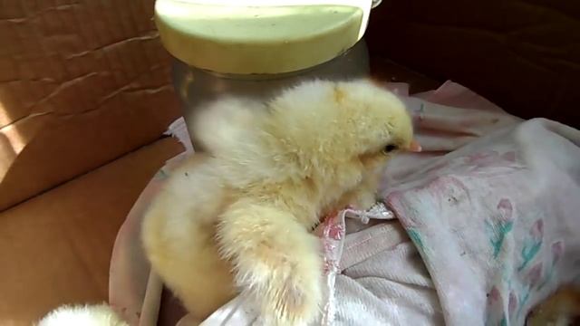 маленькие, желтые суточные цыплята. 1 день жизни. small, yellow, day-old chicks. Day 1