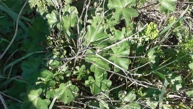 μολόχα - Malva sylvestris - смотреть онлайн