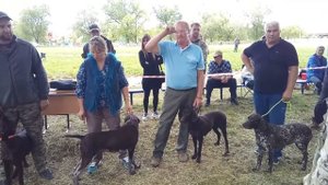 56-я Краснодарская краевая выставка. Курцхаары, ринг сук, СТАРШАЯ возрастная группа