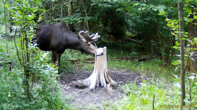 Лось смотреть онлайн