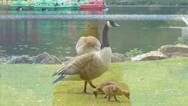 Сёмина смотреть онлайн