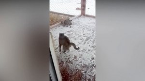 Реакция бенгалов на снег ? Кошачий паркур