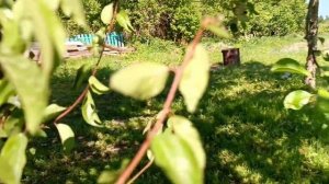 Одна в деревне. Даже и не задумывайтесь! Купили дом в деревне. Беларусь.