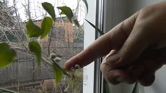 ЭКСКУРСИЯ ПО ПОДОКОННИКАМ НОВОСТИ С ПОДОКОННИКА 3 МОИ КОМНАТНЫЕ ЦВЕТЫ И РАСТЕНИЯ