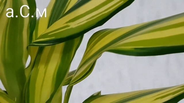 ДРАЦЕНА DRACAENA  а.С.м