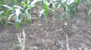 Как растет кукуруза на поле ?