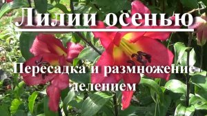 Лилии осенью - Пересадка и размножение делением