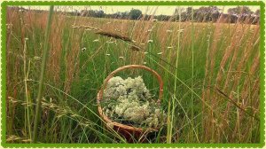 Вязель пестрый/ Мимоза/Собрала тысячелистник/Посадила спаржу #166