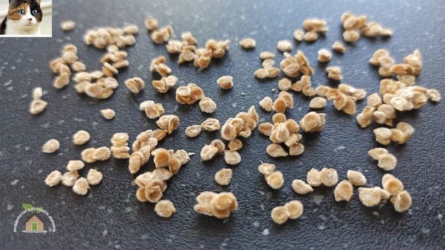 Способы как ускорить всхожесть семян. Как быстро прорастить семена