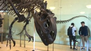 American Museum of Natural History- Dinosaurs and much more! #AMNH