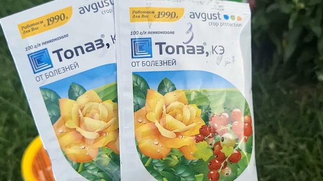 ОПРЫСКАЙТЕ РОЗЫ в ИЮЛЕ! Надёжная защита от БОЛЕЗНЕЙ,ВРЕДИТЕЛЕЙ, ЖАРЫ и ВОЛШЕБНЫЙ ВЗРЫВАТЕЛЬ ЦВЕТЕНИ смотреть онлайн