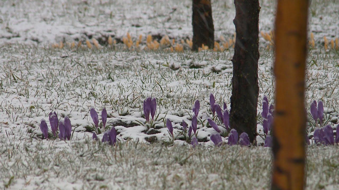 Самый быстрый интернет в изобильненском районе ставропольского края. Весна пятигорск спасский собор. Синоптик ставропольский край. Заморозки гтрк ставрополье. Ставрополь климат.