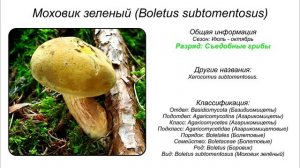 20 ВИДОВ СЪЕДОБНЫХ ГРИБОВ (ЧАСТЬ 2) Собирайте только те грибы в которых вы на 100% уверены