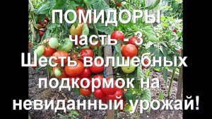 66. Помидоры - три важнейших правила! Часть 3 - ШЕСТЬ подкормок - когда, чем и для чего!