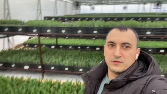 Тюльпаны оптом на 8 марта. Выгонка тюльпанов 2023. Две недели выгонки пройдены