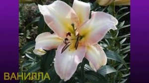 ЛА - ГИБРИДЫ ЛИЛИИ