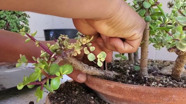portulacaria afra variegata and regular afra coming out from the same trunk ? смотреть онлайн