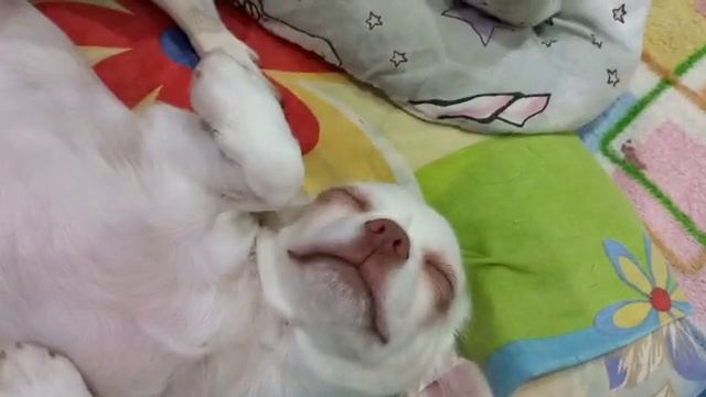 чихуахуа крупным планом, Акса Бирсен питомник Кастропуло Крым Симферополь #chihuahua puppies смотреть онлайн