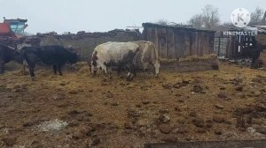 Жизнь в селе#Казахстан#Пополнение в сарае.