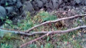 ОБРЕЗКА и подготовка винограда к зиме.Как укрыть виноград на зиму