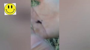 ЧТО ТАКОЕ РАПС И ЧТО З НЕГО ДЕЛАЮТ? СМЕШНОЙ РАССКАЗ