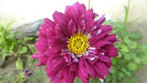 Махровая космея.