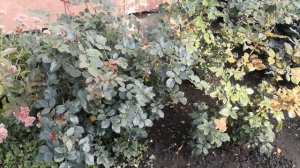 Чем подкормить розы осенью (в сентябре и октябре): СРОЧНО дайте кустам ЗОЛУ в качестве удобрения