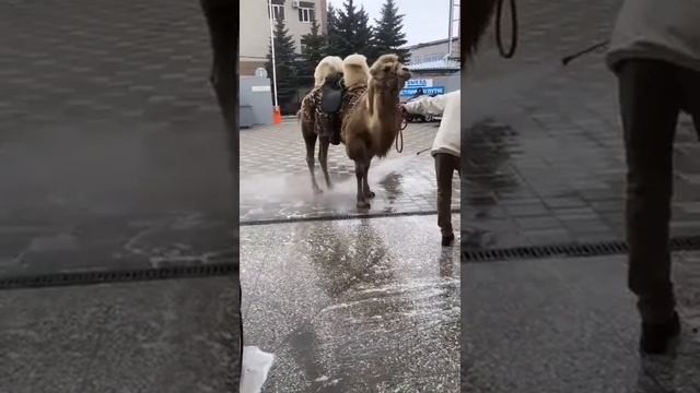 В Ставрополе верблюда искупали на автомойке