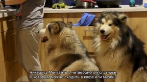 Какую собаку завести новичку?