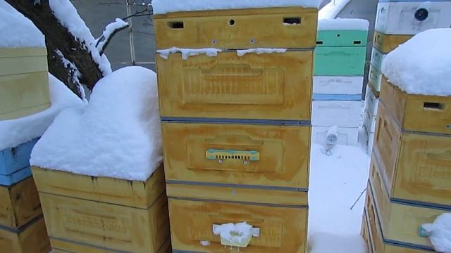 зимняя подкормка пчел сиропом по рекомендации профессора Кашковского особенности такой подкормки смотреть онлайн