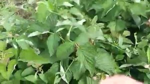 Малина Таруса - начало плодоношения и результат прищипки молодых побегов на 22.06.2021г..mp4