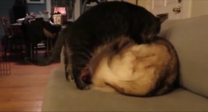 Подушка для кота из хаски