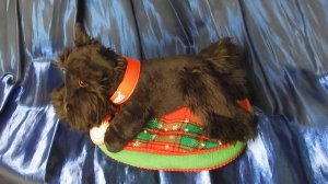 Canine Crooners. Singing scotch terrier on the rug. In work. CC- поющий скотч-терьер на коврике.