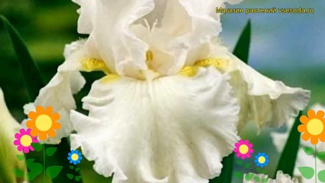 Ирис германский Имморталити (Бессмертие). Краткий обзор, описание iris germanica Immortality