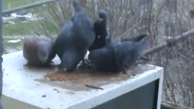 Голуби едят(клюют) смотреть онлайн