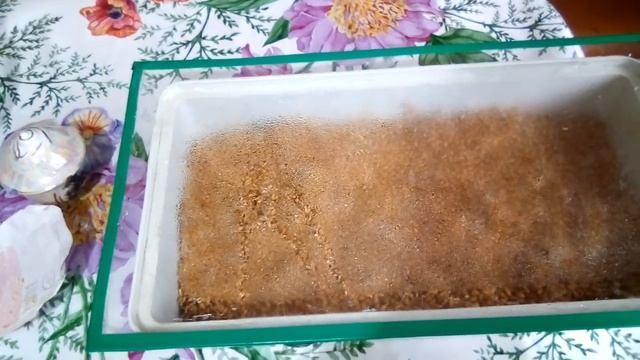 Дрожжевание кормов и проращивание зерна.