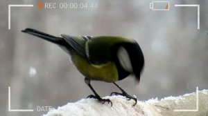 Синицы зимой