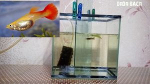 Разведение Живородящих рыбок  Гуппи, пецилии, меченосцы! РАЗВЕДЕНИЕ РЫБ В ДОМАШНИХ УСЛОВИЯХ