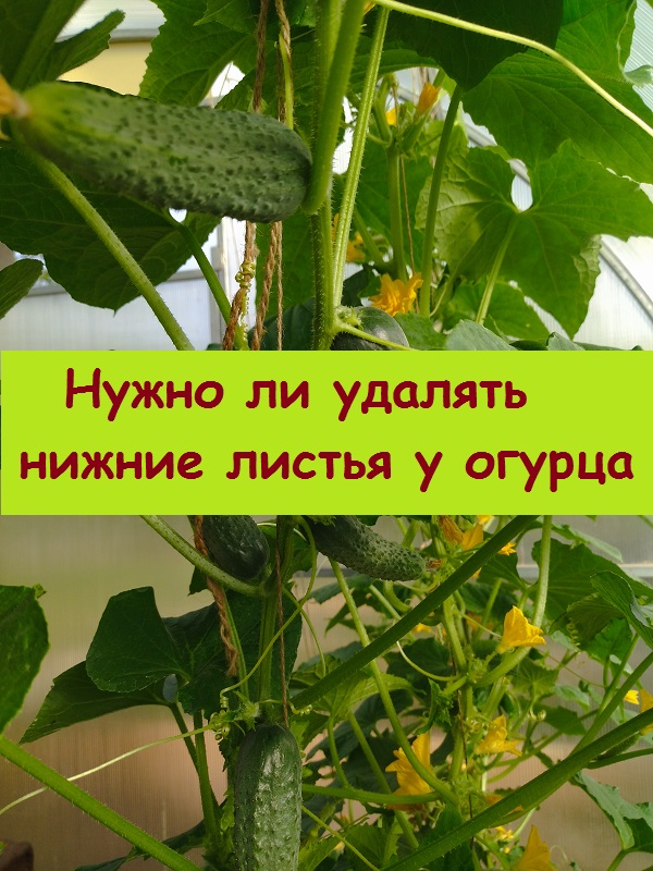 Как удалить лист у огурцов. Как удалить лист у огурцов