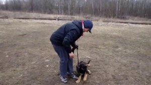 Обучение щенков немецкой овчарки (Часть 1)